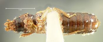 Media type: image;   Entomology 6538 Aspect: habitus ventral view